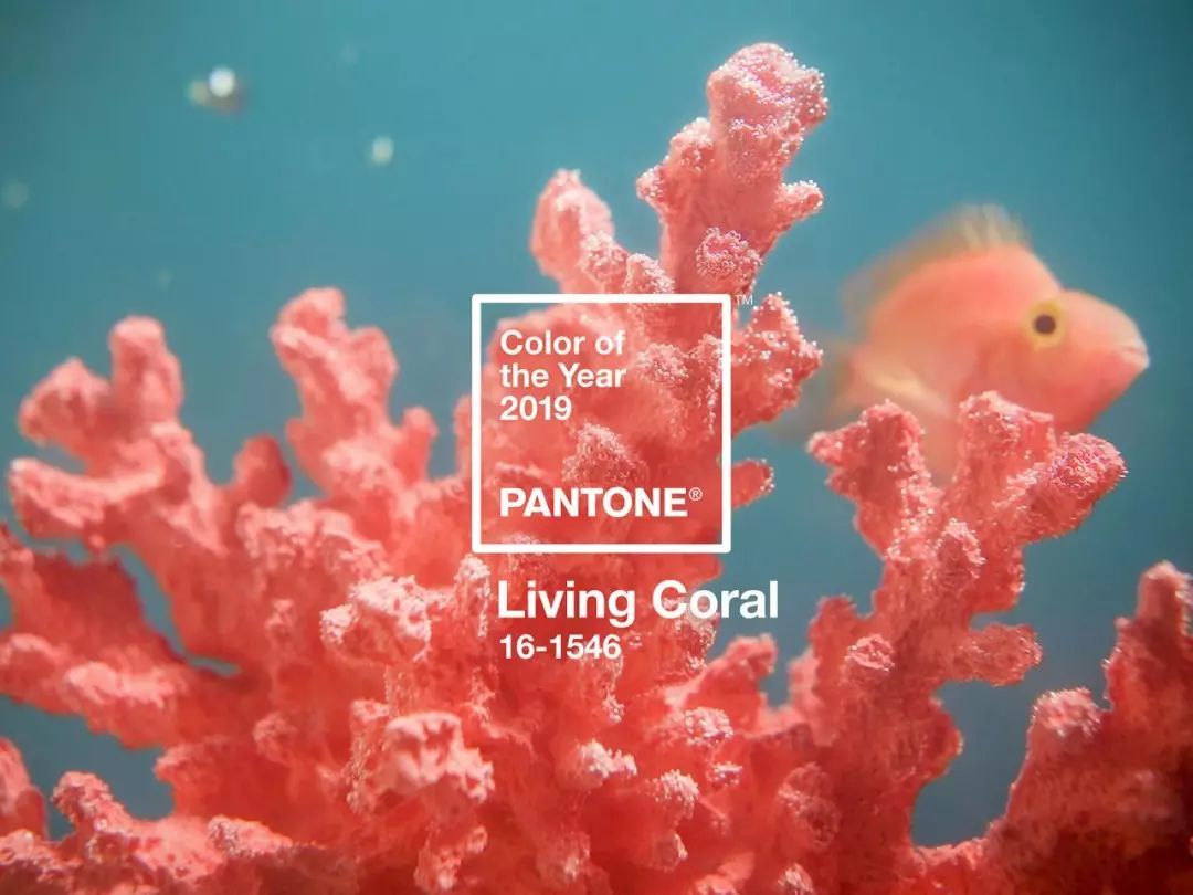 PANTONE发布2019年最新流行色“活力珊瑚色” 真的成了锦鲤年