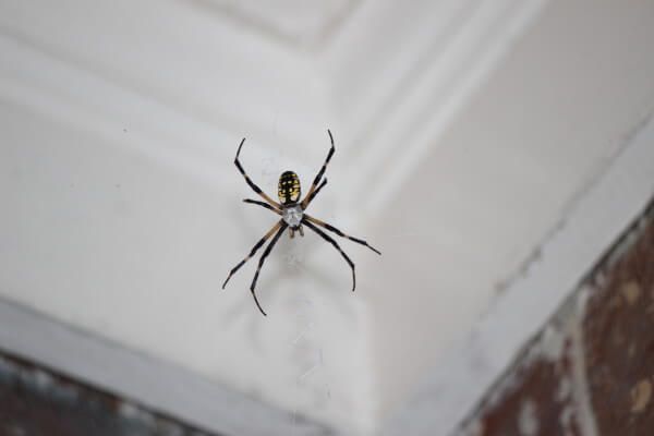 10种办法有效清除你房间⾥里里的蜘蛛！