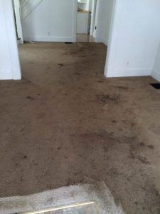 家里到底是铺地毯好，还是铺地板好?