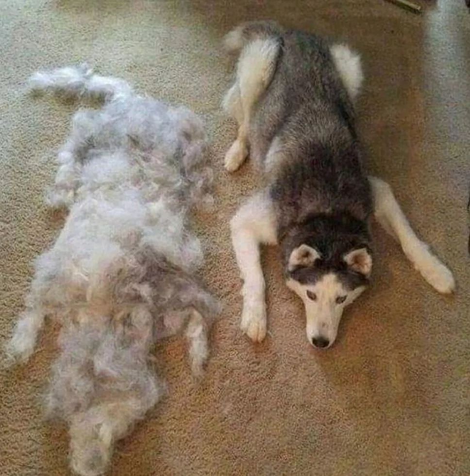 如何清理宠物毛发