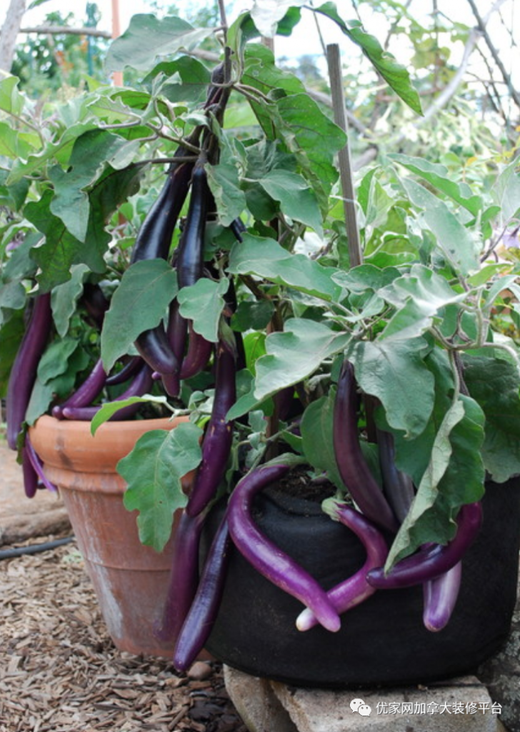 家里庭院种菜：如何在花盆里种出鲜嫩的蔬菜？