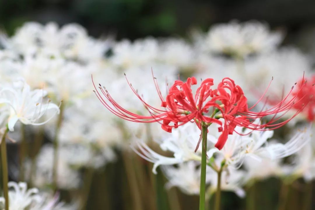 家里常见的10种有毒花卉，千万要注意这几点！
